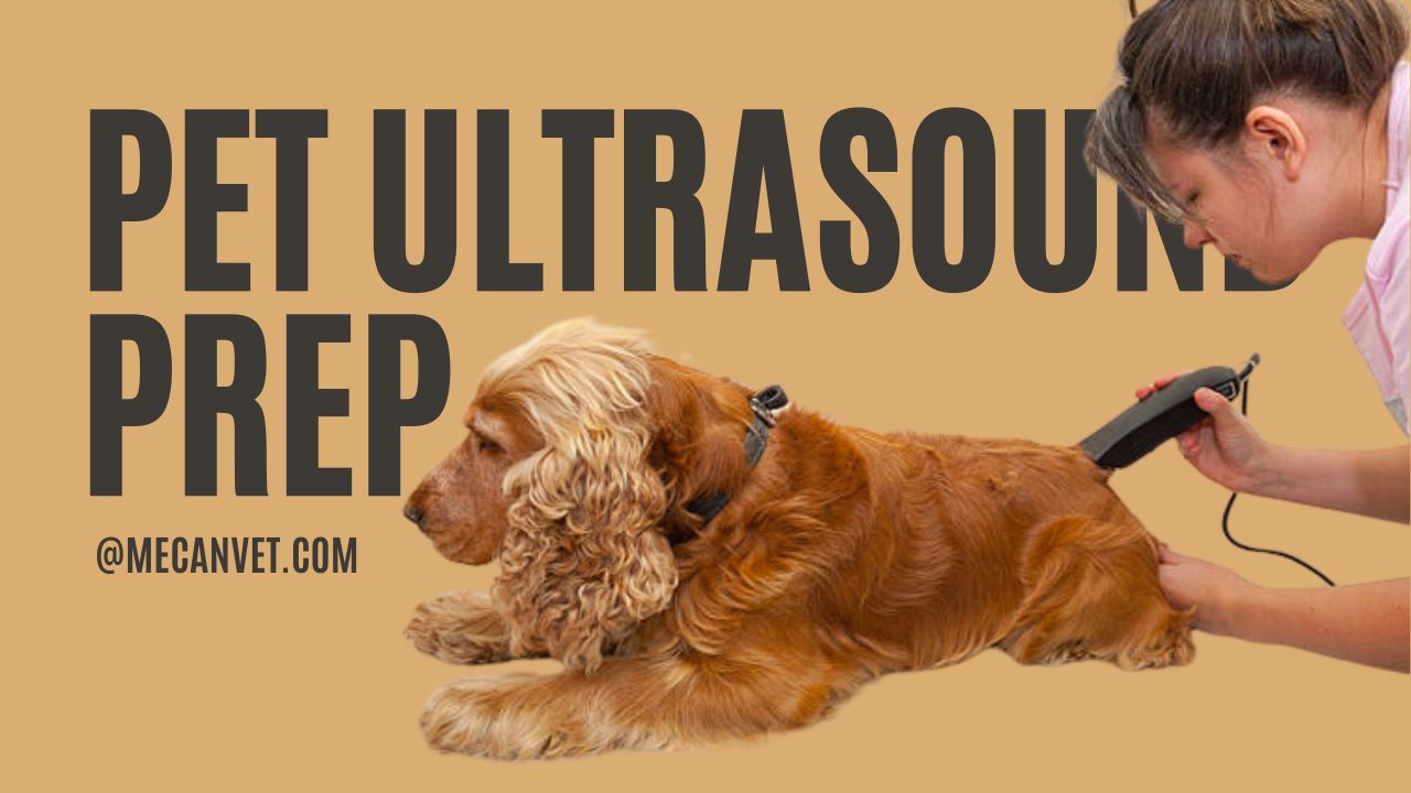 Pet Ultrasound Prep: What You Need to Know